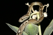 IIP Online Student Photography